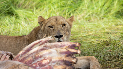 Pride of lions feeding on a giraffe