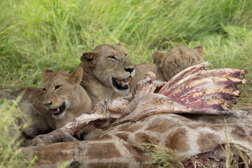 Pride of lions feeding on a giraffe