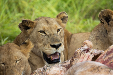 Pride of lions feeding on a giraffe