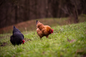 chickens and hens through the natural farm. poultry feeding on the grass. a group of domestic birds nibbling. barnyard fowl cluster