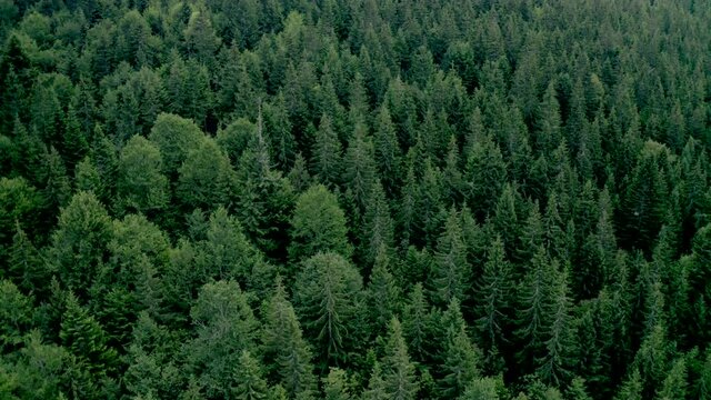 Top of pine wood with high evergreen trees