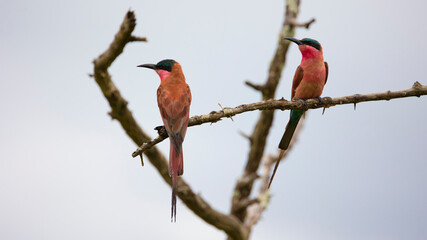 Southern carmine bee-eater
