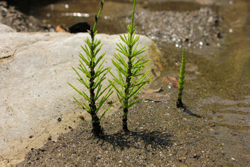 Beautiful young sprout on the river bank.