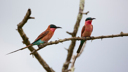 Southern carmine bee-eater
