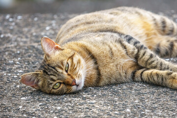 野良猫のポートレート