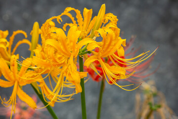彼岸花　秋のイメージ