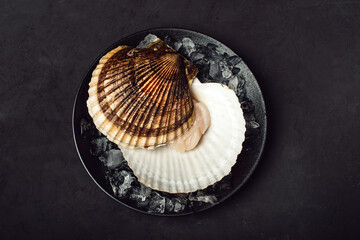 A big scallop on the black plate. Black background. Top view. Close up.