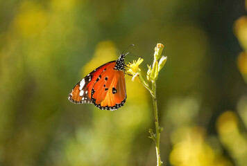 Plain tiger, African queen,or African Monarch (Danaus chrysippus) migratory in Spain, basking on false yellowhead, Andalucia, Spain.