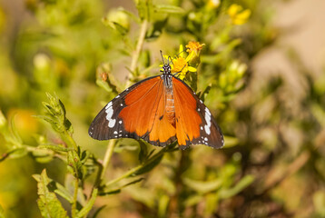 Plain tiger, African queen,or African Monarch (Danaus chrysippus) migratory in Spain, basking on false yellowhead, Andalucia, Spain.