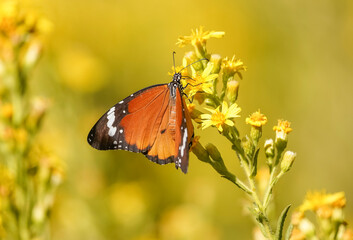 Plain tiger, African queen,or African Monarch (Danaus chrysippus) migratory in Spain, basking on false yellowhead, Andalucia, Spain.