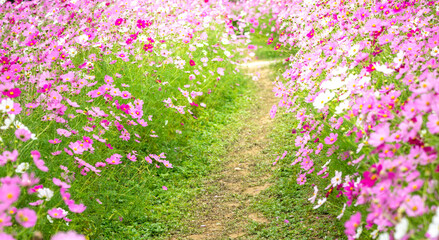 コスモス畑　秋のイメージ