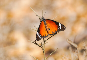 Plain tiger, African queen,or African Monarch (Danaus chrysippus) migratory in Spain, basking on false yellowhead, Andalucia, Spain.