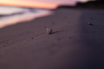 Strand Sonnenuntergang close up stehende Muschel