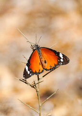 Plain tiger, African queen,or African Monarch (Danaus chrysippus) migratory in Spain, basking on false yellowhead, Andalucia, Spain.