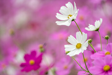 コスモス畑　秋のイメージ