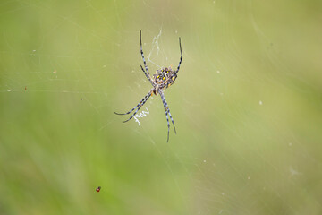garden orb web spider