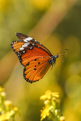 Plain tiger, African queen,or African Monarch (Danaus chrysippus) migratory in Spain, basking on false yellowhead, Andalucia, Spain.