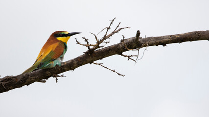 European bee-eater