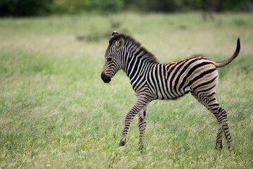 Fototapeta na wymiar zebra foul