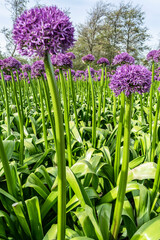 Fototapeta premium Violet flowers in the form of a ball. Dutch landscape with rows of flowers in blooming fields. Purple Allium varieties Gladiator. Ornamental onions Globemaster (Allium Giant) close up. 