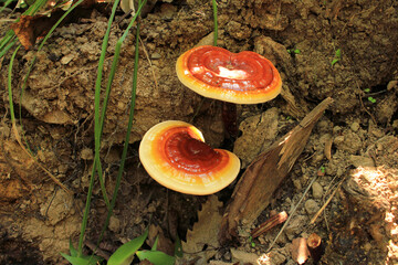 Beautiful inedible mushrooms.