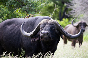 African buffalo portrait