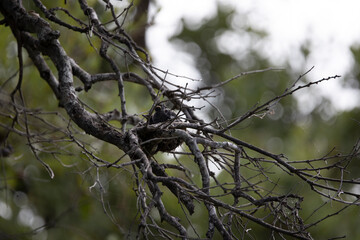 bird chicks in a nest
