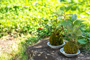 苔盆栽　和風イメージ