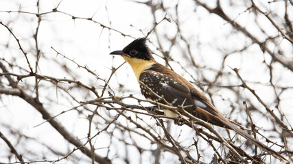 greater spotted cuckoo