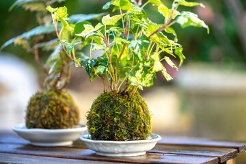 苔盆栽　和風イメージ