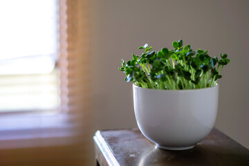 かいわれ大根の室内栽培