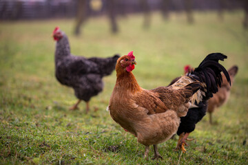 chickens and hens through the natural farm. poultry feeding on the grass. a group of domestic birds nibbling. barnyard fowl cluster