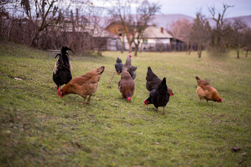 chickens and hens through the natural farm. poultry feeding on the grass. a group of domestic birds nibbling. barnyard fowl cluster