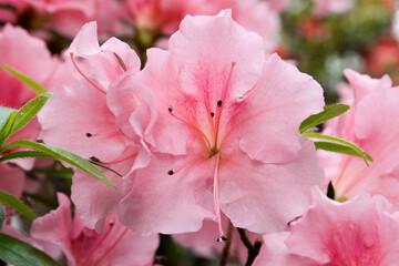 close up of pink azalea flowers