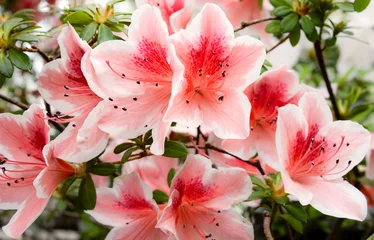 Fototapeten Azalee pink and white azalea flowers in garden  © Elena Umyskova