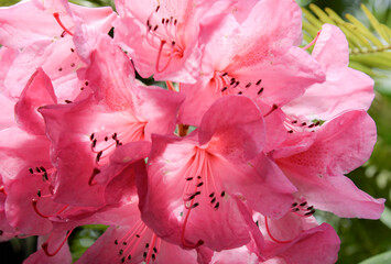 close up of pink rhododendron flowers