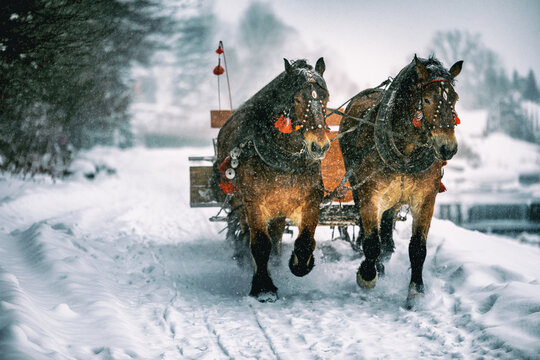 Horse carriage with sled while snowy winter