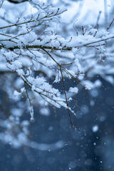 降雪のイメージ　雪　冬のイメージ