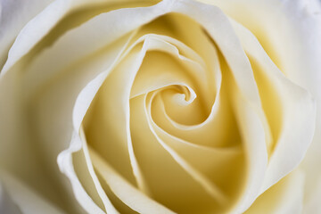 close up of white rose petals. Selective focus. Flowers background