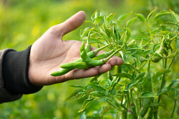Naklejka na ściany i meble Hand holding green chillies in vegetable garden