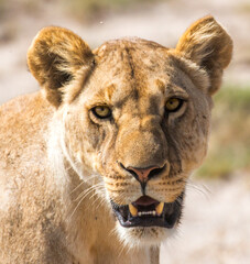 Wild female lioness portrait ( lion looking into camera) © Miguel