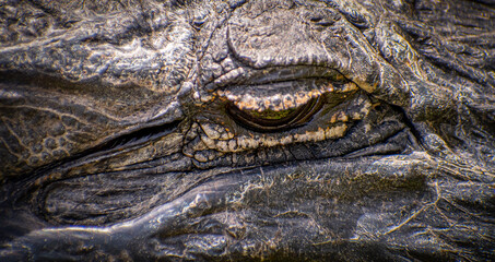 close up of the eye of an alligator in the Everglades