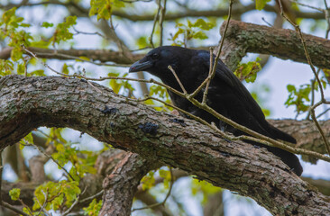 Une corneille en qu&ecirc;te de nourriture