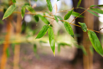 Asian Bamboo forest,natural background. Bamboo twig with young leaves