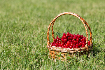 red currants in a basket in the garden on the grass..healthy berry with antioxidants