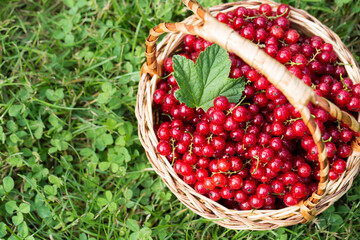 red currants in a basket in the garden on the grass..healthy berry with antioxidants