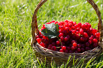 red currants in a basket in the garden on the grass..healthy berry with antioxidants