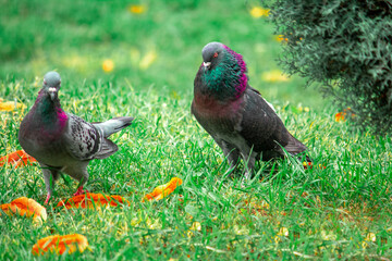 Loving pigeon birds walking on grass