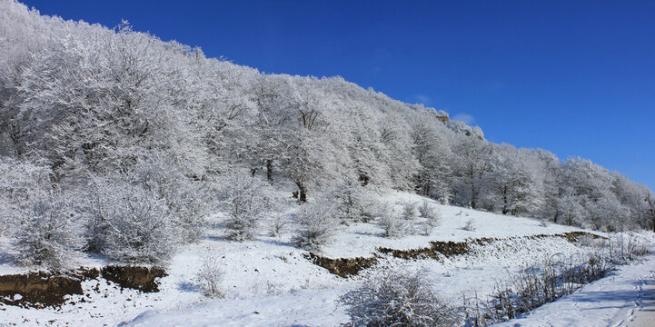 Azerbaijan. Beautiful winter snowy forest. Kusar district.
