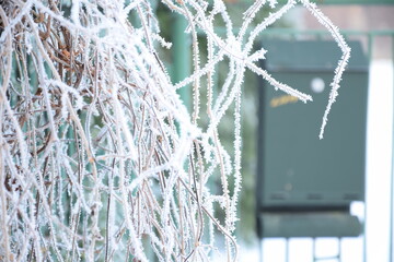 Frosted wild wine branches and green mailbox in the background, bokeh blurred